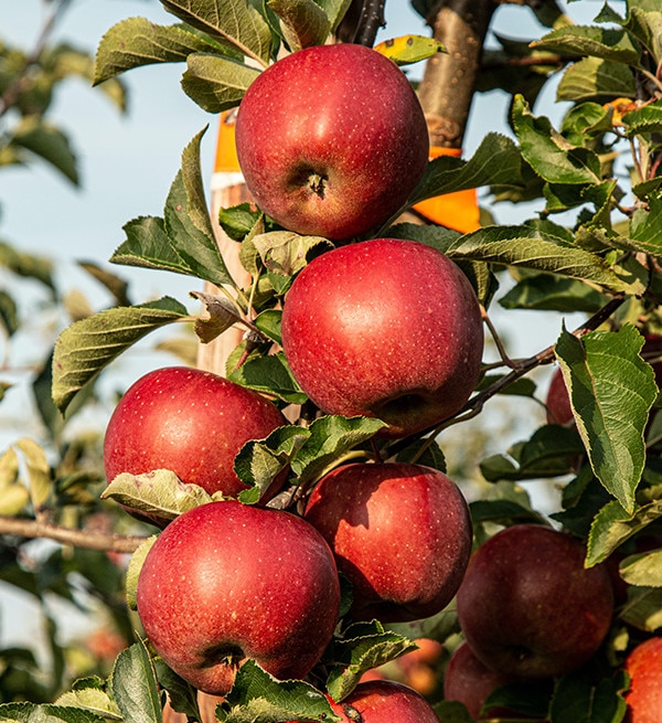Apples – Naturally Nurtured Australia